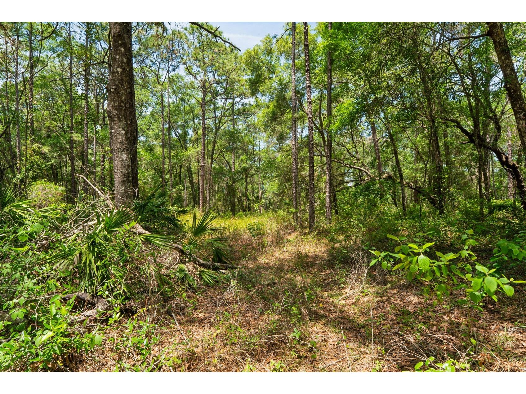 16225 Bonzai Trail Brooksville FL 34613 W7885195 image55