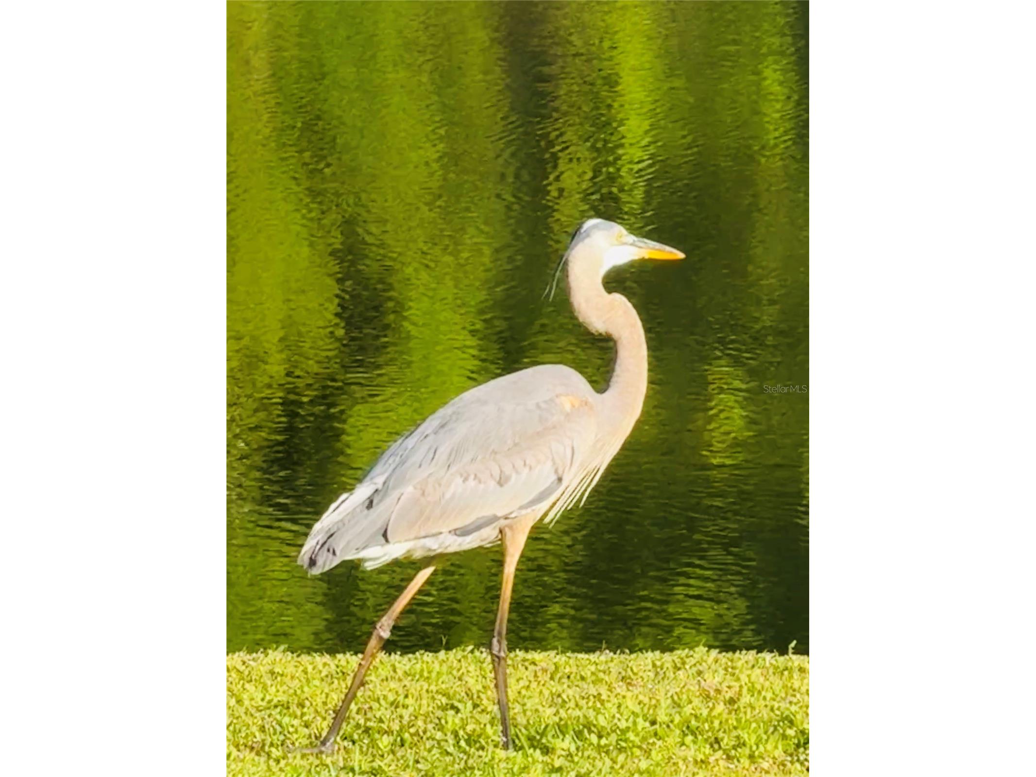 16233 Carnoustie Drive Odessa FL 33556 TB8512705 image42