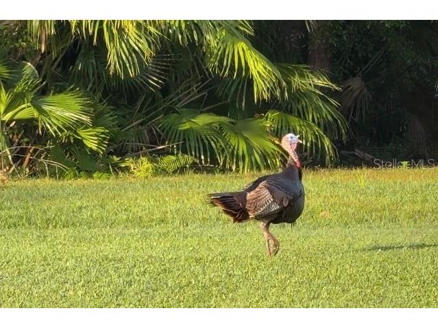 16233 Carnoustie Drive Odessa FL 33556 TB8512705 image43