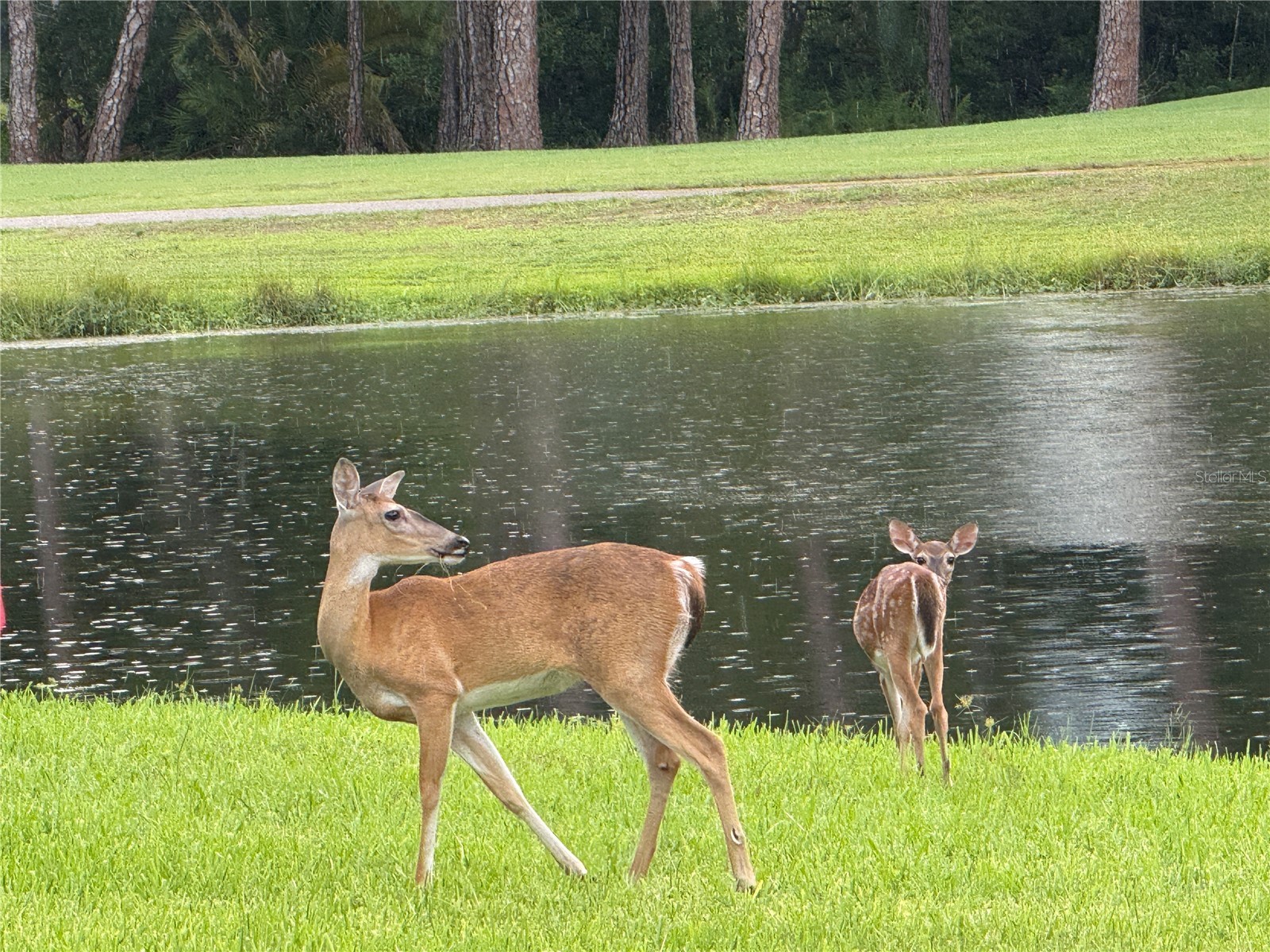16233 Carnoustie Drive Odessa FL 33556 TB8512705 image44