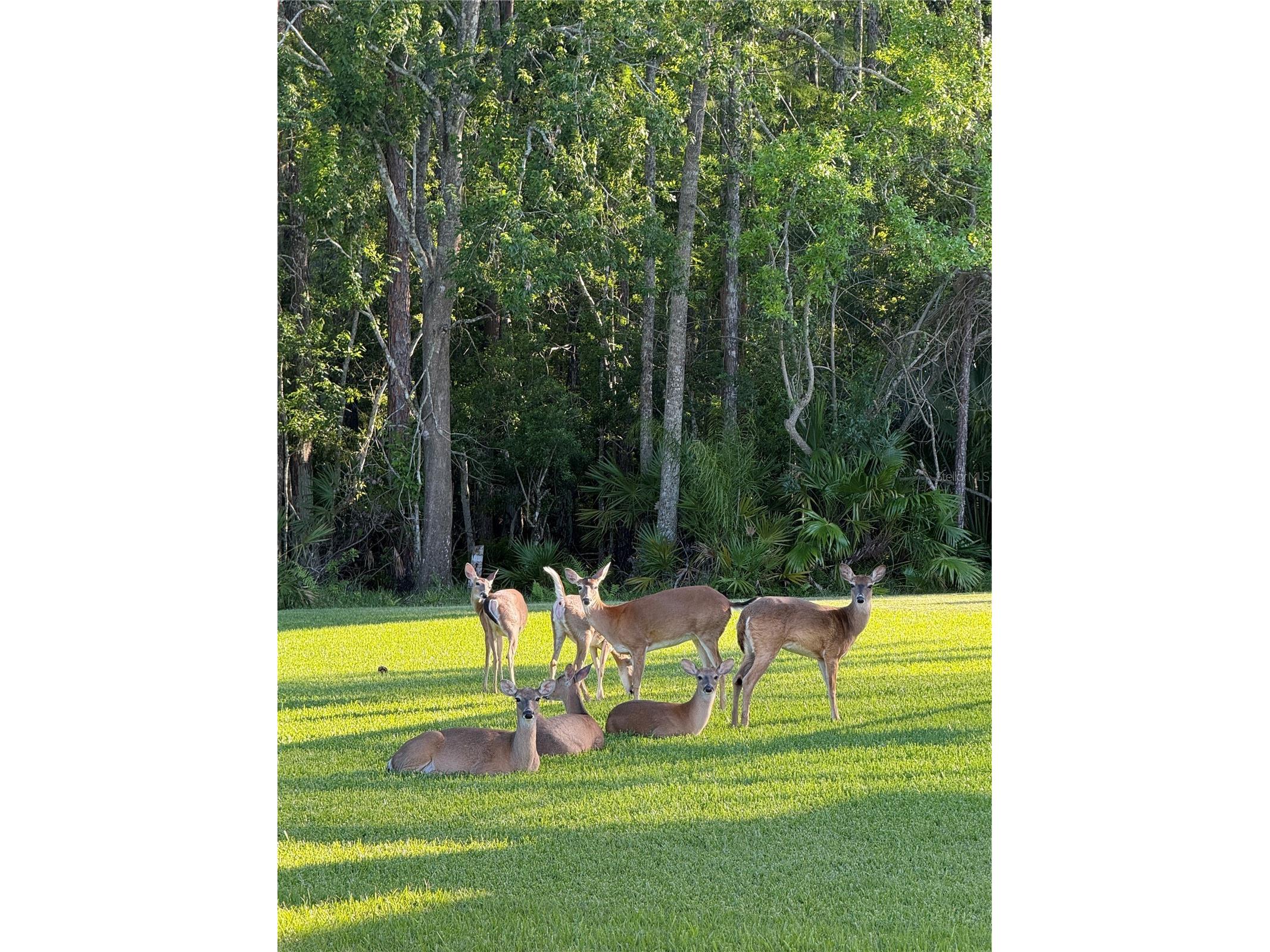 16233 Carnoustie Drive Odessa FL 33556 TB8512705 image45