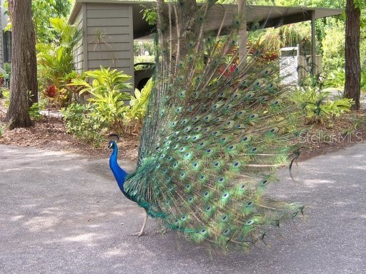 1625 Treehouse Circle #TR111 Sarasota FL 34231 A4480456 image38