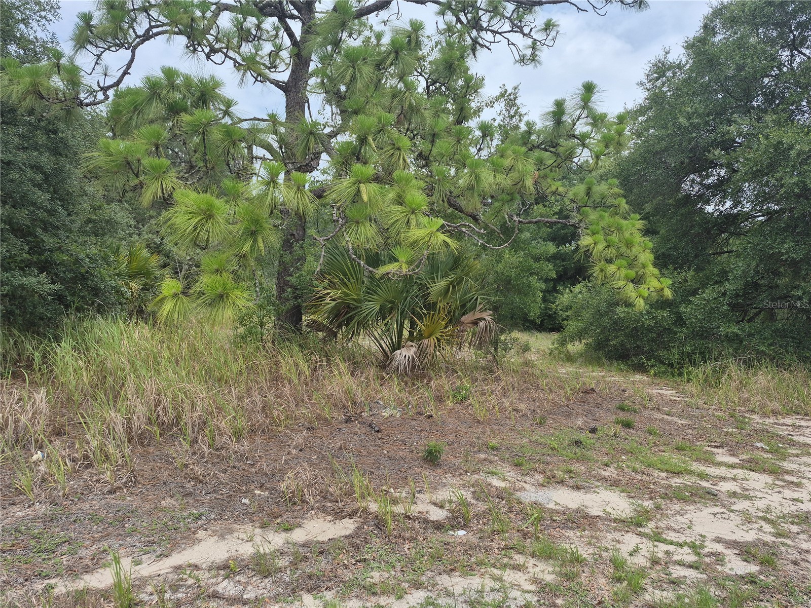 1626 S Us 301 Sumterville FL 33585 G5113191 image1