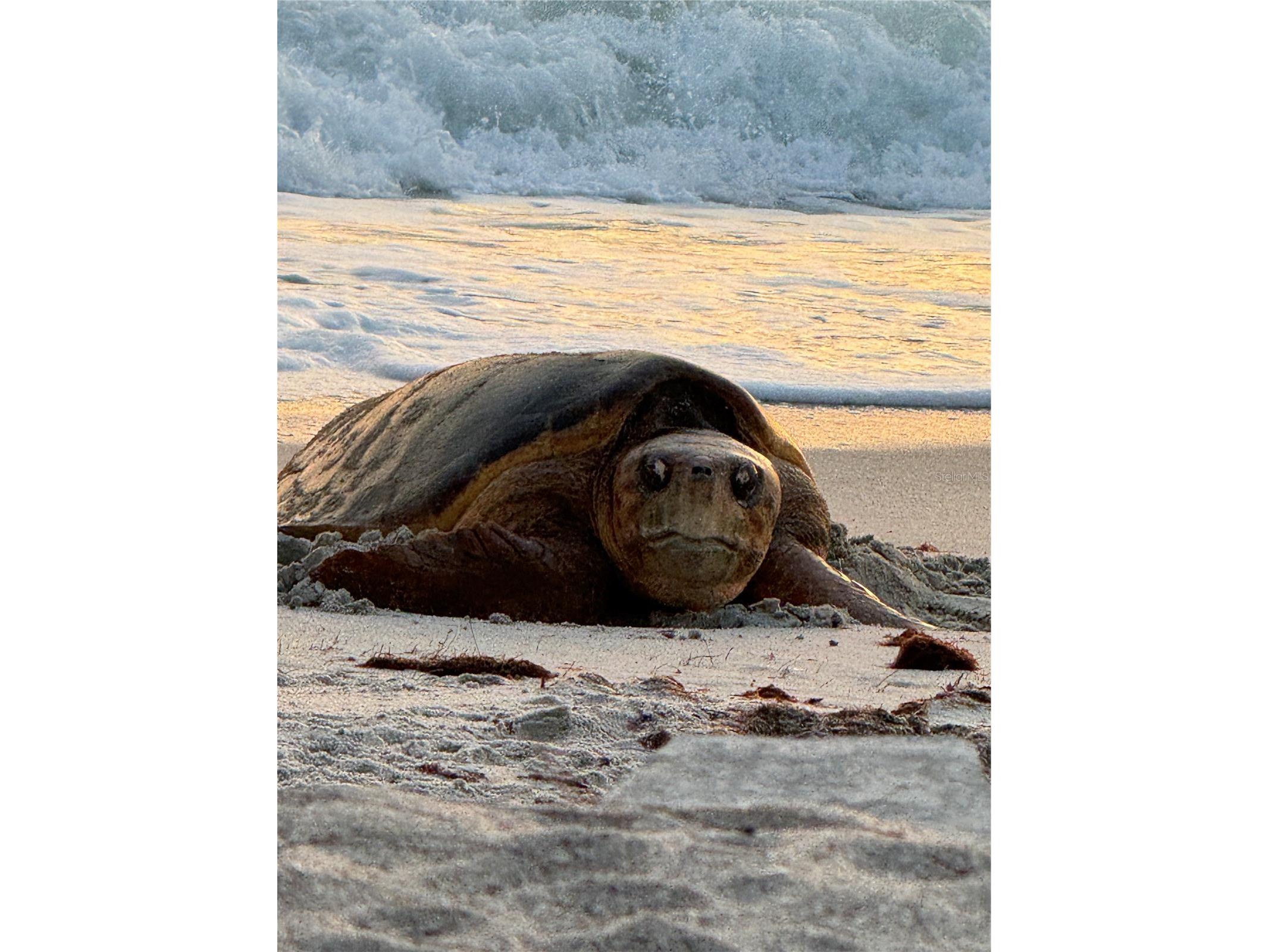 1627 Del Monte Court Venice FL 34293 N6142812 image73