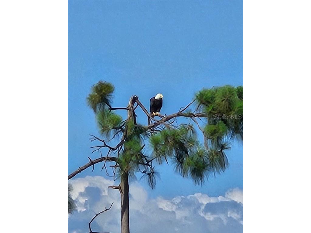 16274 Preservation Boulevard Punta Gorda FL 33982 - LAKE BABCOCK C7515169 image76