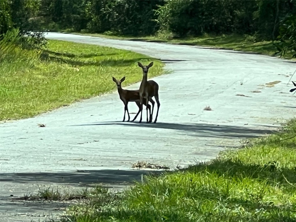 1628 E Derby Drive Dunnellon FL 34434 OM709706 image10