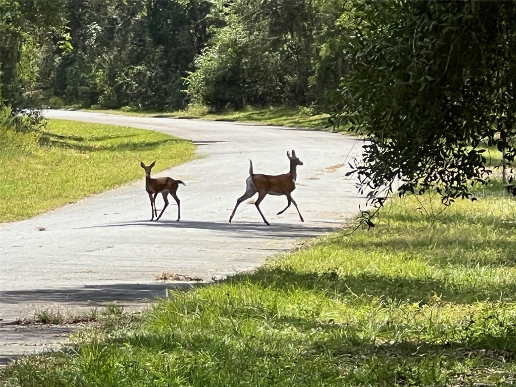 1628 E Derby Drive Dunnellon FL 34434 OM709706 image8
