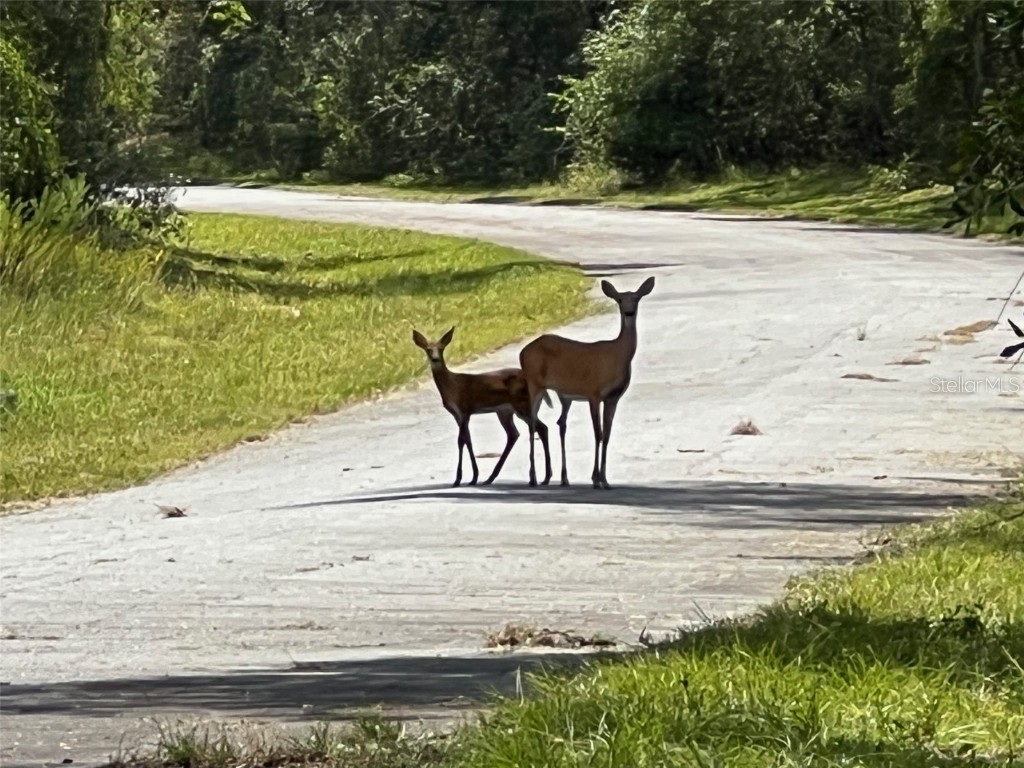 1628 E Derby Drive Dunnellon FL 34434 OM709706 image9