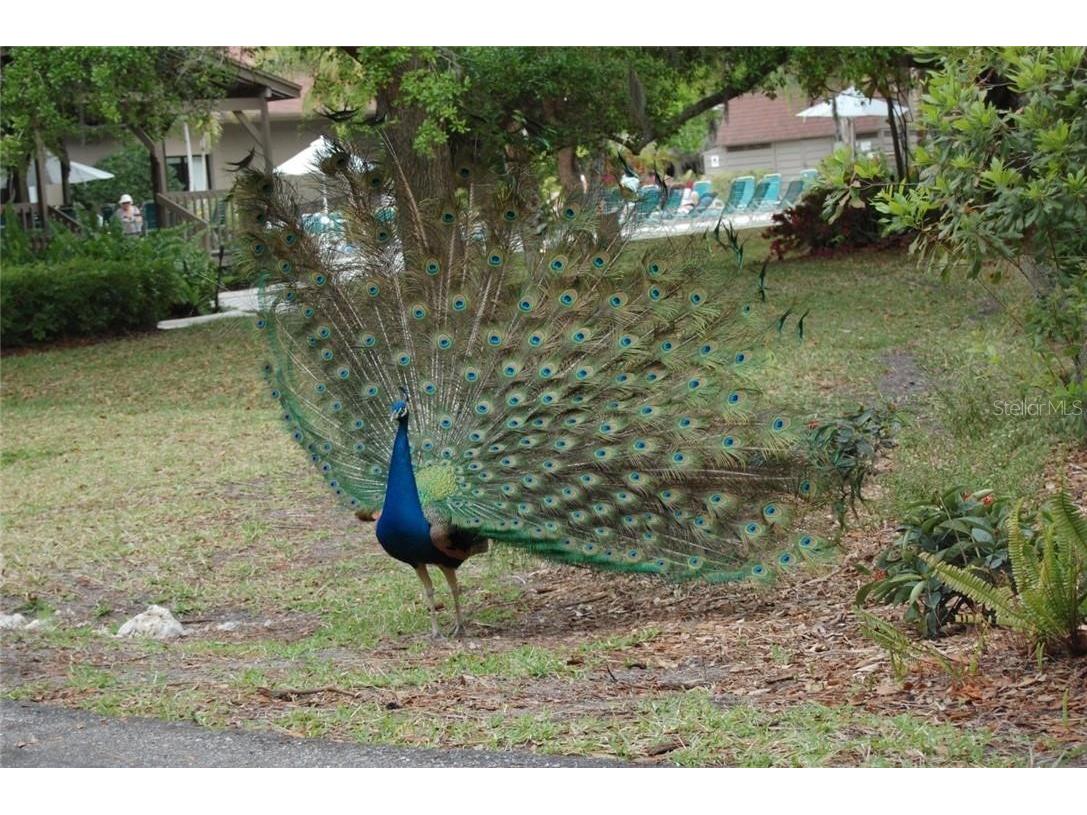 1633 Boathouse Circle #HA233 Sarasota FL 34231 A4565040 image33