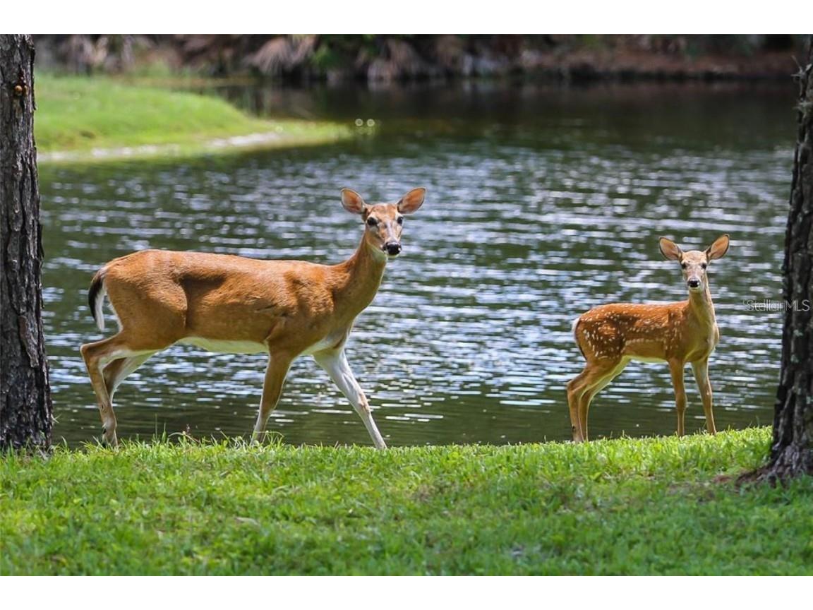 16333 Birkdale Drive Odessa FL 33556 TB8457188 image82