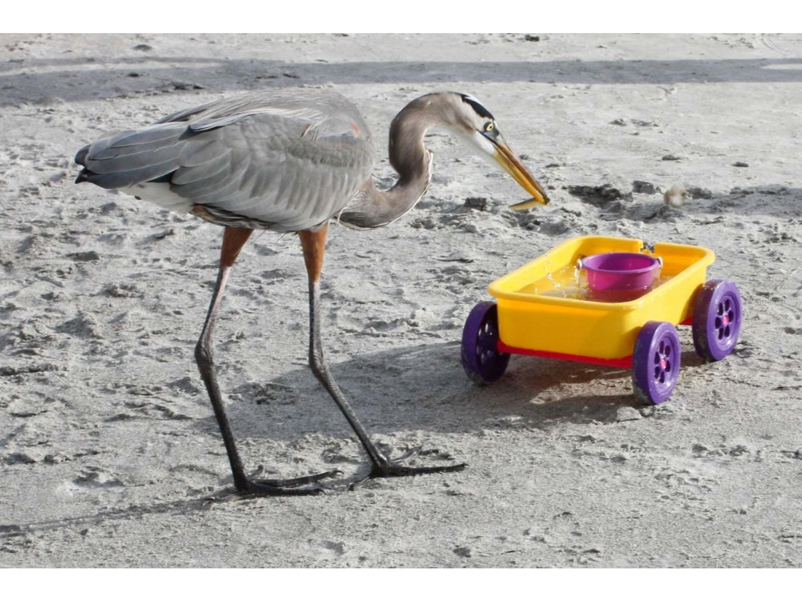 16333 Gulf Boulevard #204 Redington Beach FL 33708 TB8420756 image36