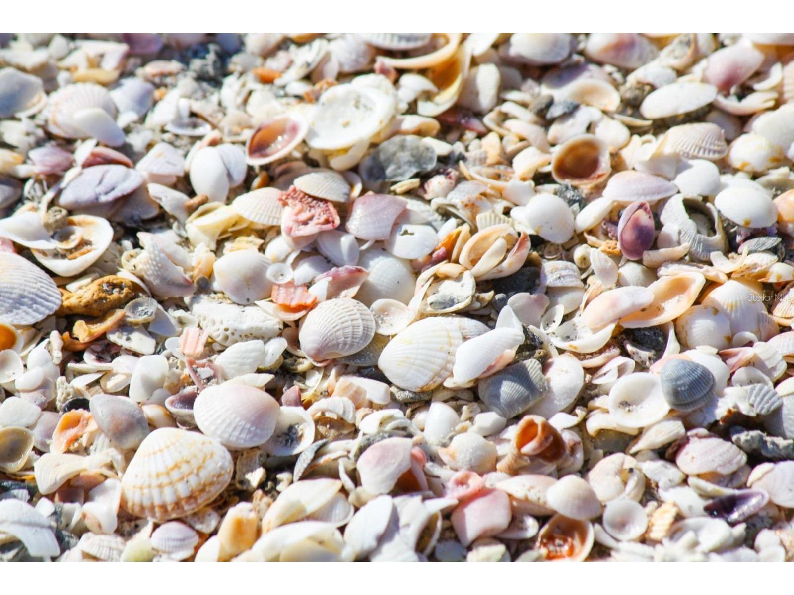 16333 Gulf Boulevard #204 Redington Beach FL 33708 TB8420756 image41