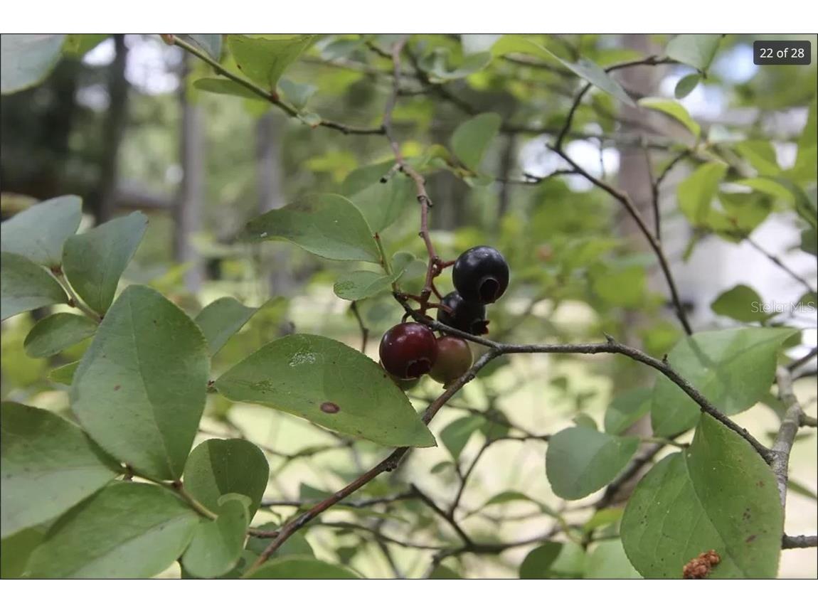 164 N Duck Avenue Wewahitchka FL 32465 O6230615 image4