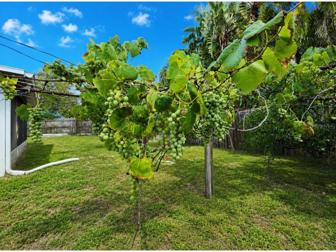 164 Pinewood Avenue Clearwater FL 33765 TB8517610 image5