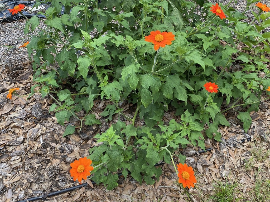 164 Royal Palm Drive Leesburg FL 34748 O6319637 image79