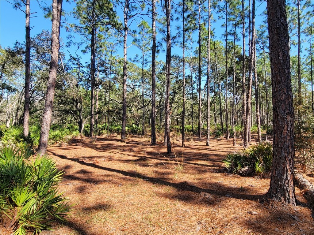 16442 Hardeman Junction Weeki Wachee FL 34614 TB8354959 image1
