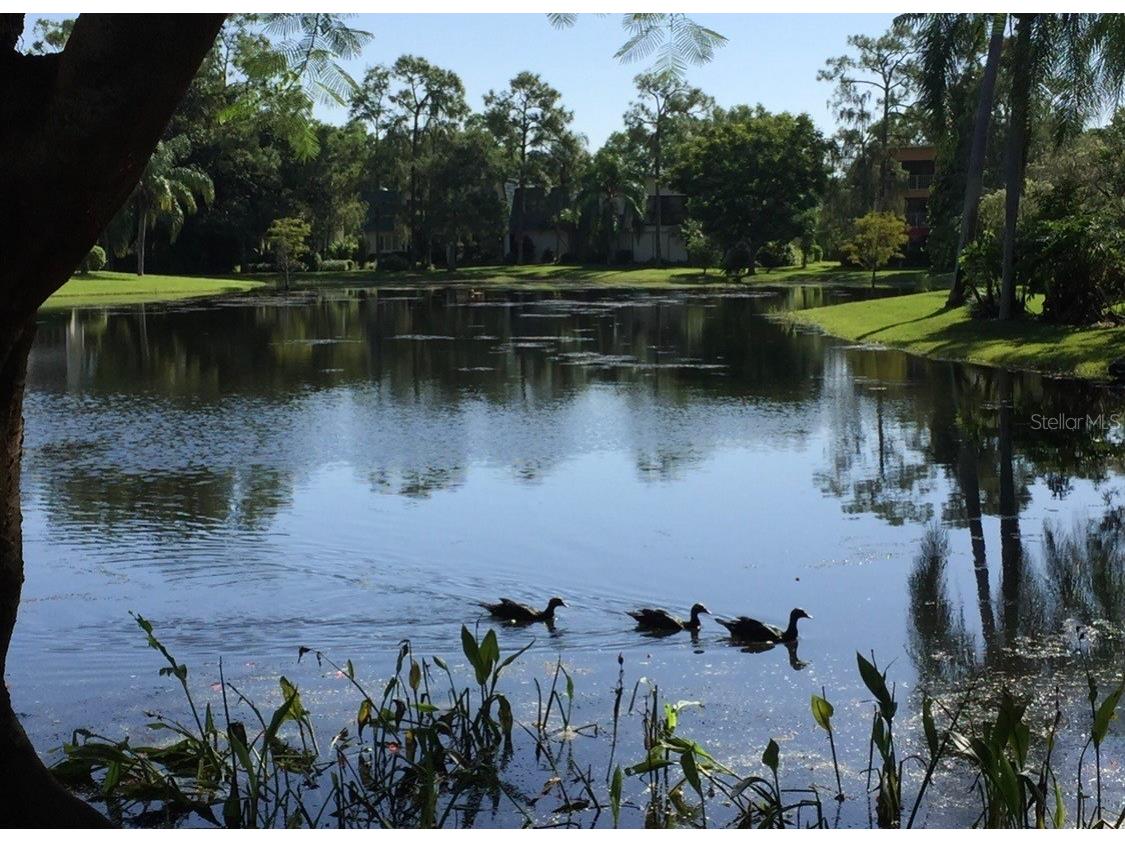 1645 Spoonbill Lane #C Naples FL 34105 O6413169 image49