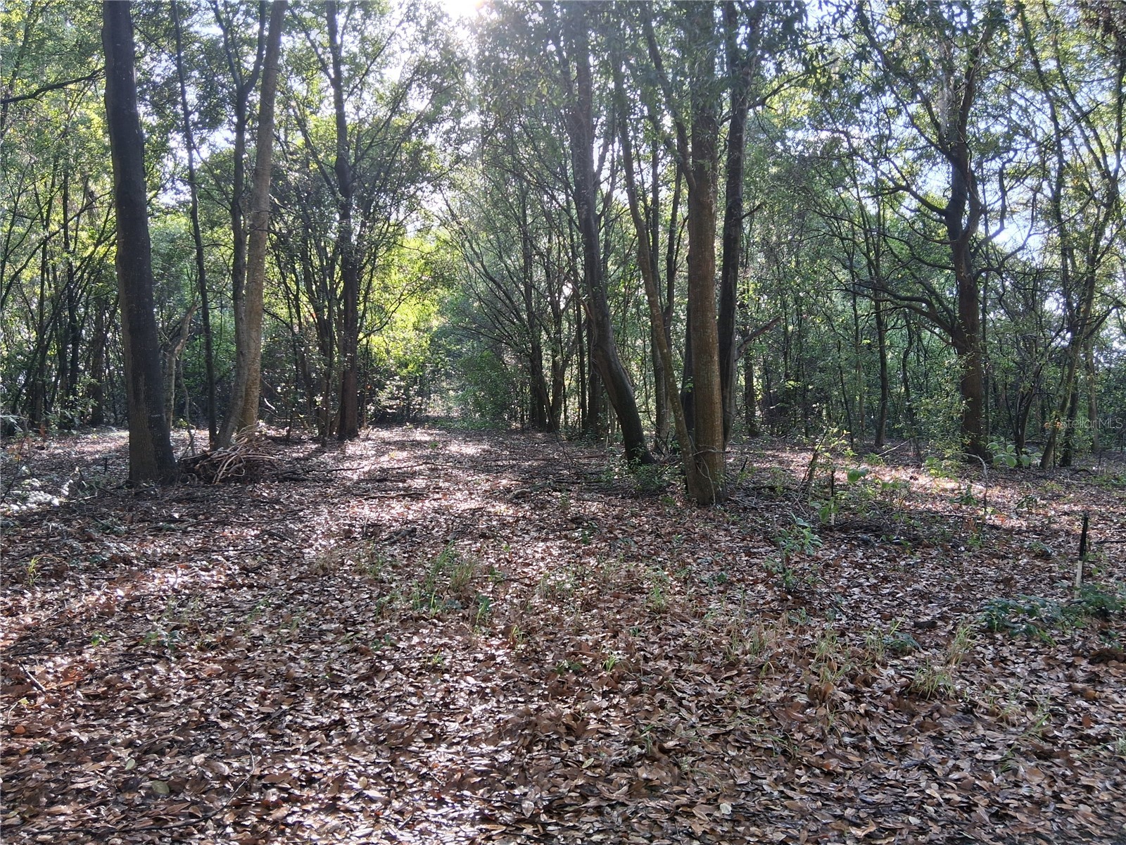 16451 Forrest Lane Groveland FL 34736 - BLUFF LK G5111569 image5