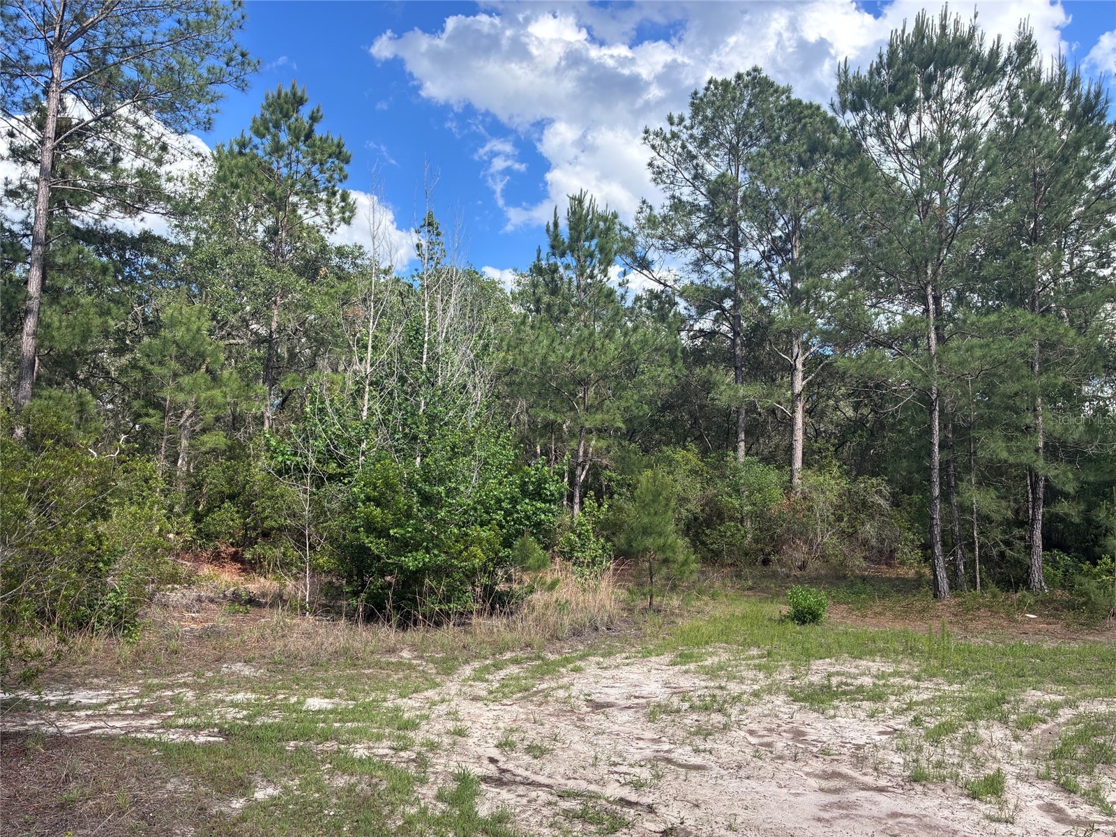 16464 NE 35 Road Citra FL 32113 OM725075 image4