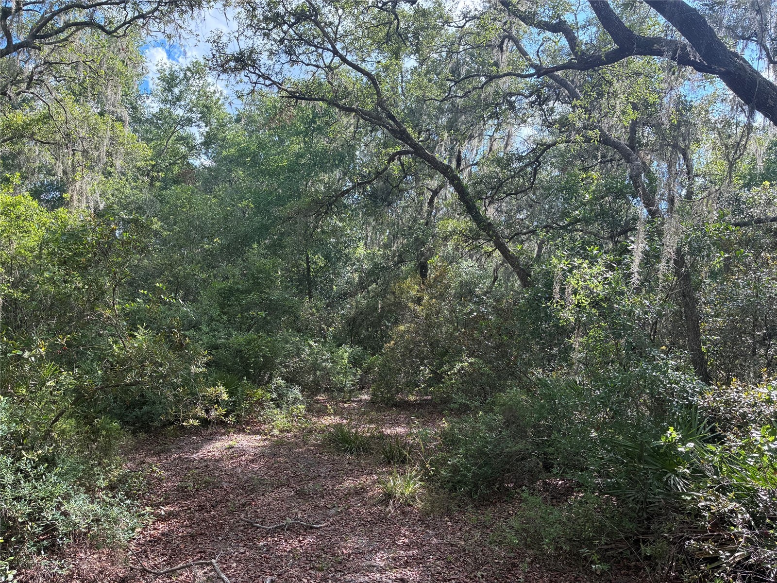 16464 NE 35 Road Citra FL 32113 OM725075 image5