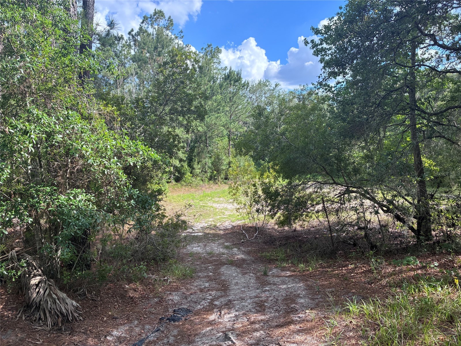 16464 NE 35 Road Citra FL 32113 OM725075 image6