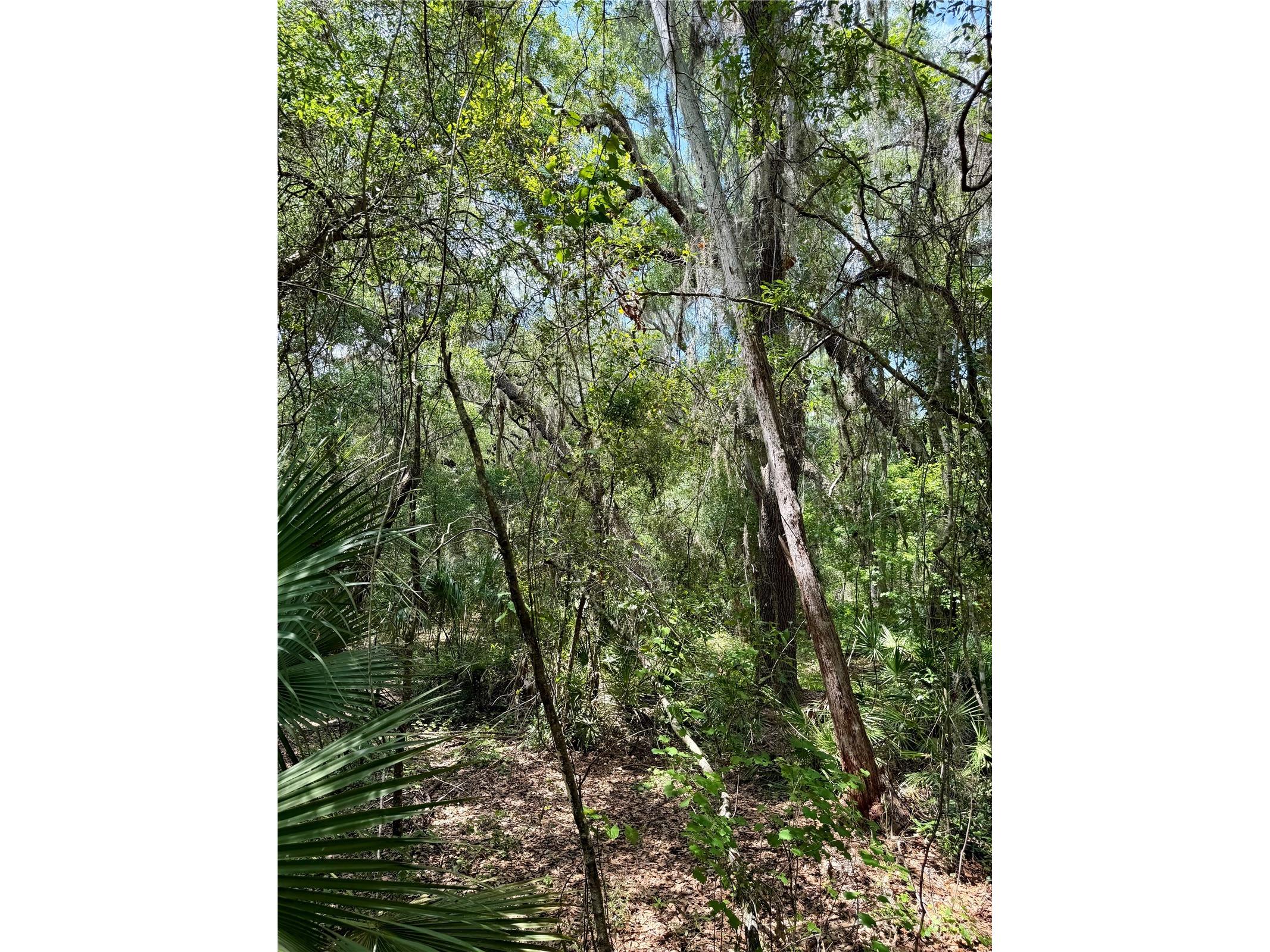 16500 NE 48th Avenue Citra FL 32113 OM723663 image4