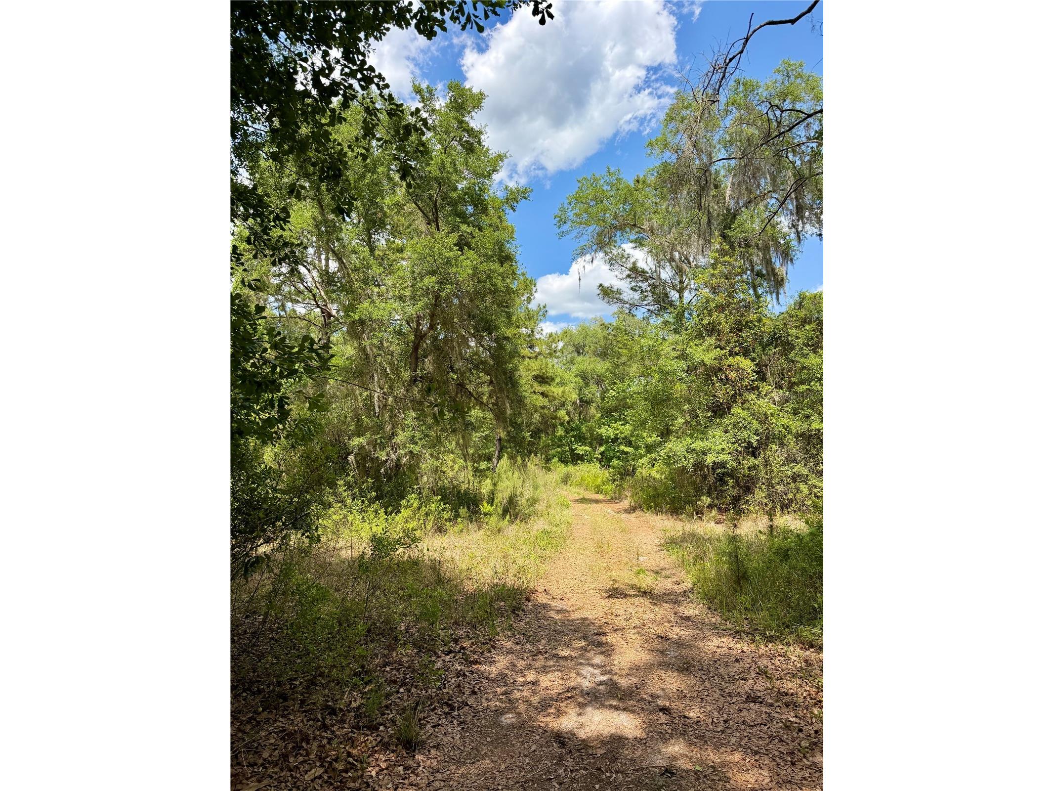 16500 NE 48th Avenue Citra FL 32113 OM723663 image5