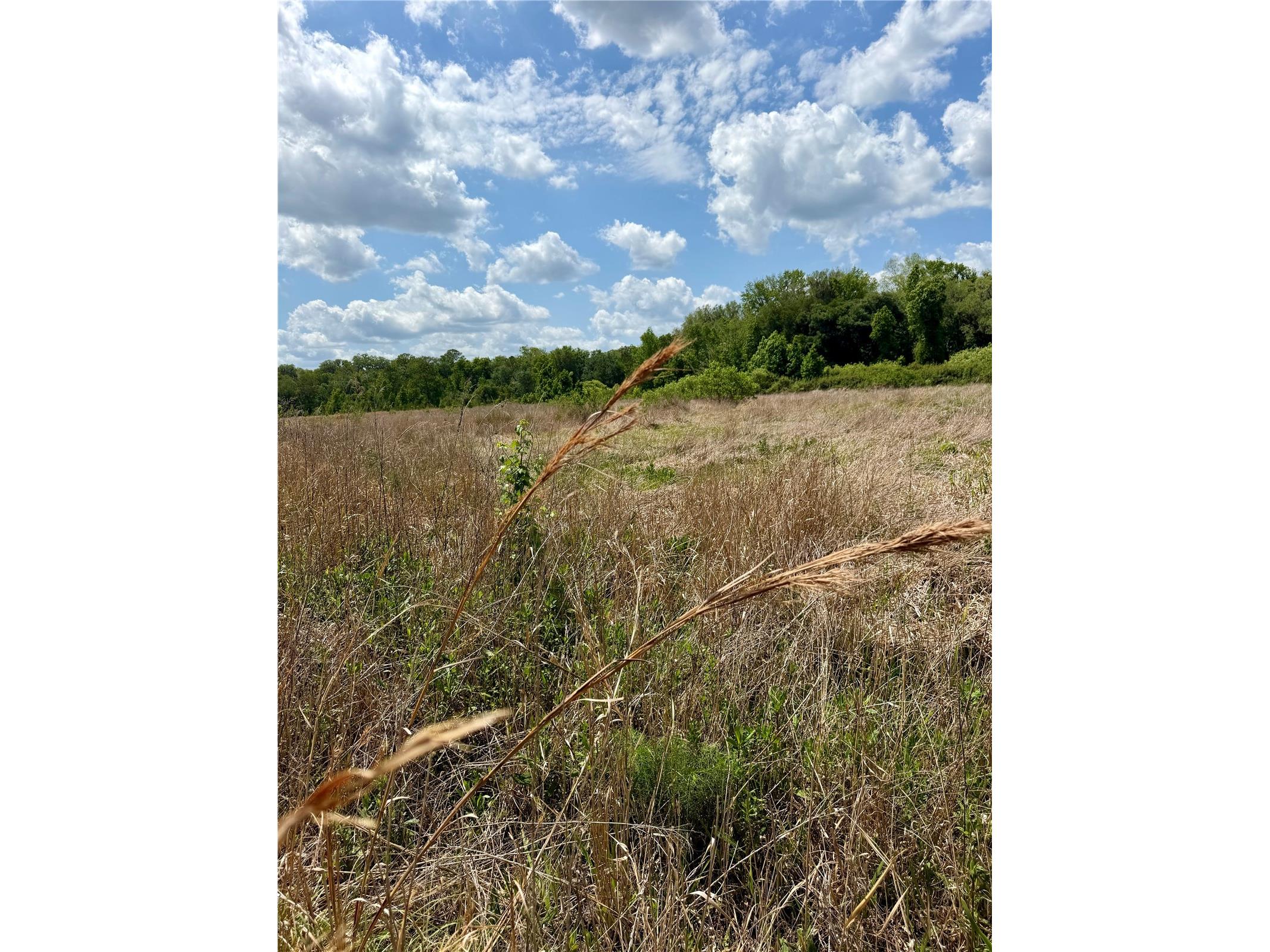 16500 NE 48th Avenue Citra FL 32113 OM723663 image7