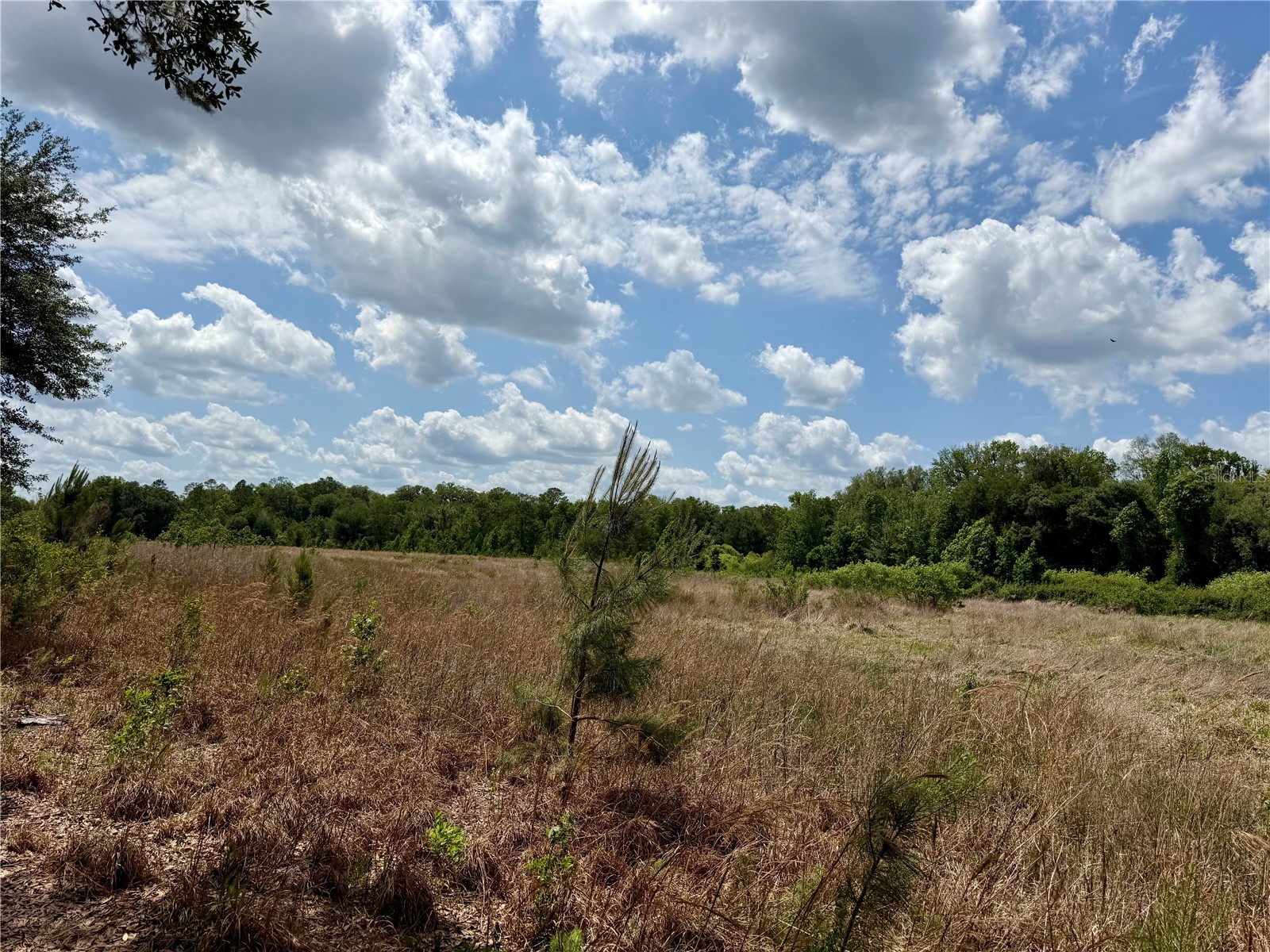 16500 NE 48th Avenue Citra FL 32113 OM723663 image9