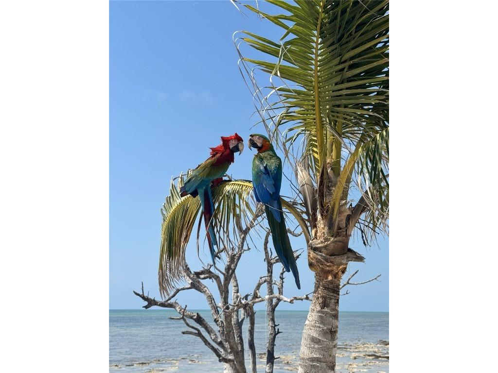 1659 Long Beach Drive Big Pine Key FL 33043 - ATLANTIC OCEAN TB8371529 image48