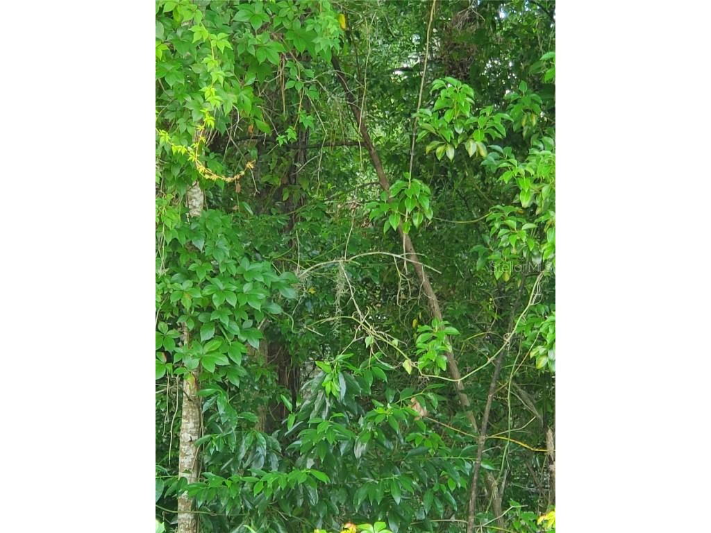 16590 SW 45th Cir Ocala FL 34473 OM678931 image1