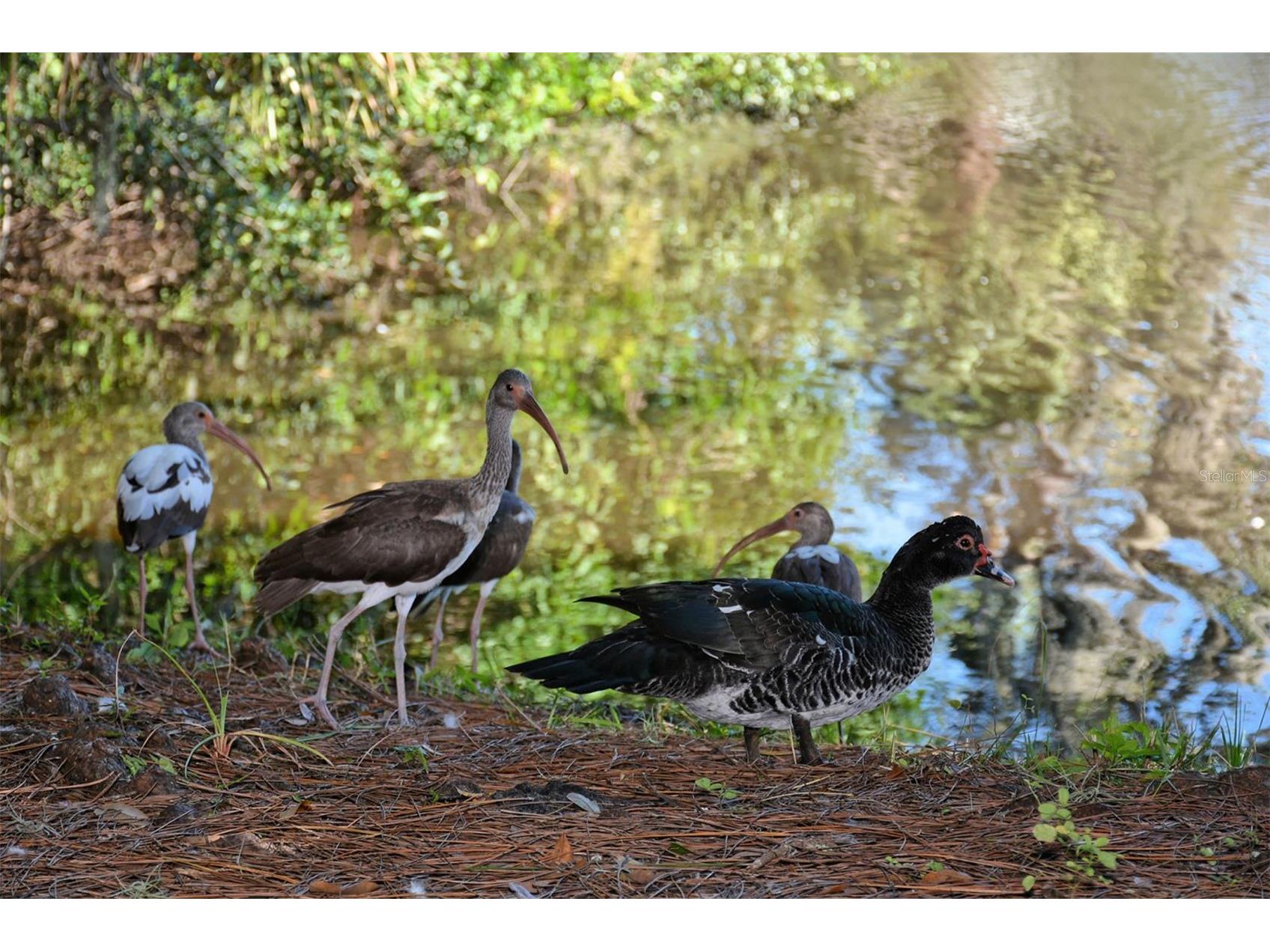 1661 S Jefferson Avenue Sarasota FL 34239 A4684656 image79