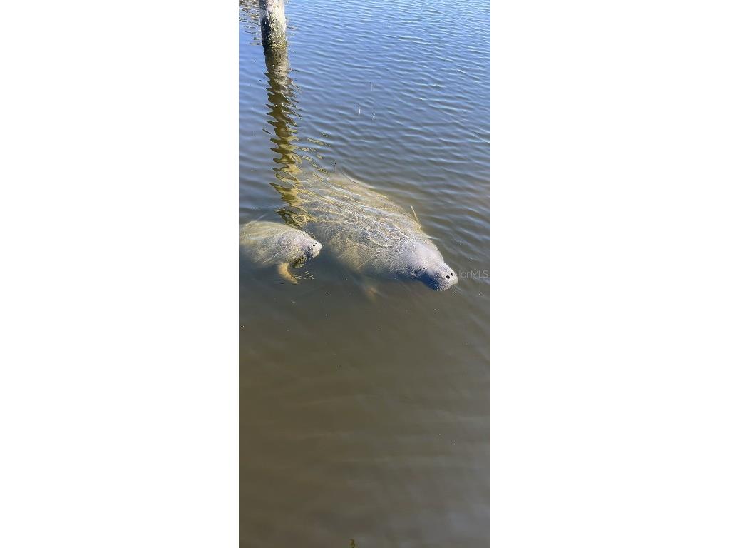 1661 Watermark Circle NE #C Saint Petersburg FL 33702 TB8300811 image33