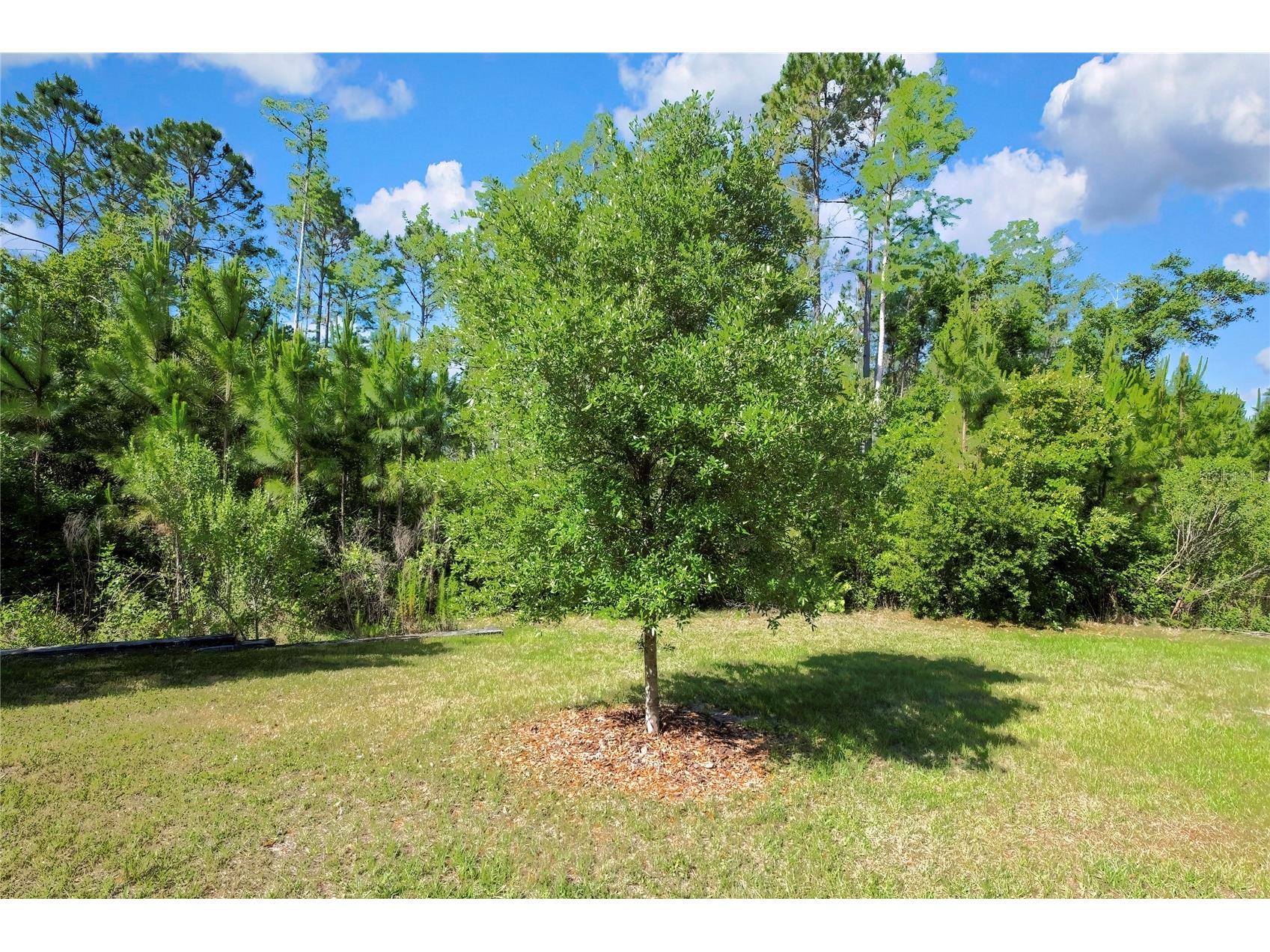 16663 Shell Bay Drive Land O Lakes FL 34638 W7885595 image34