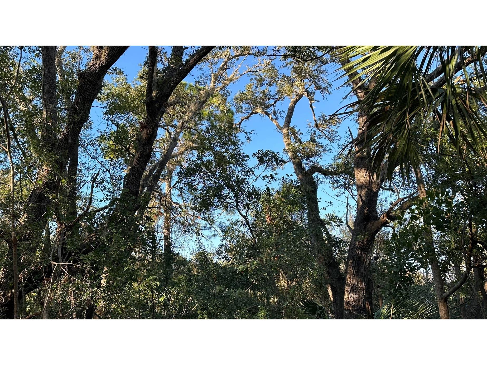 1676 Hermosa Drive Palm Harbor FL 34683 TB8402481 image10