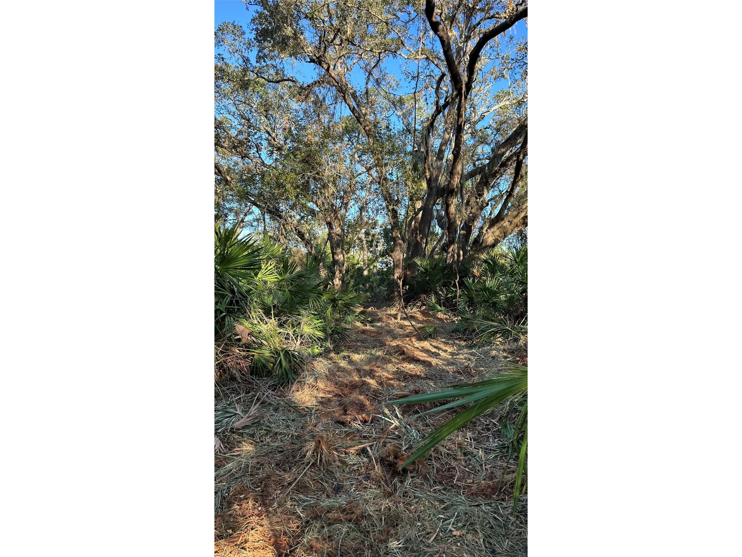 1676 Hermosa Drive Palm Harbor FL 34683 TB8402481 image16