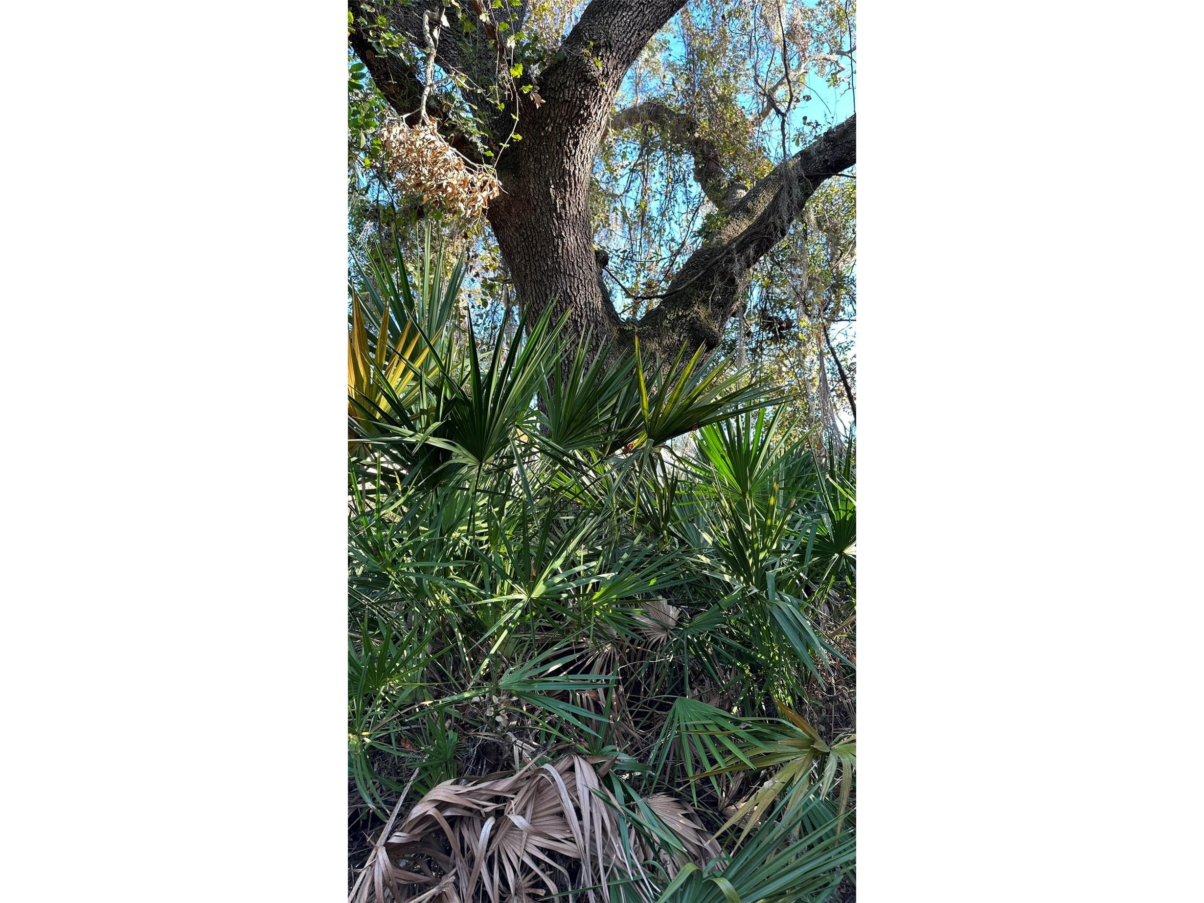 1676 Hermosa Drive Palm Harbor FL 34683 TB8402481 image22