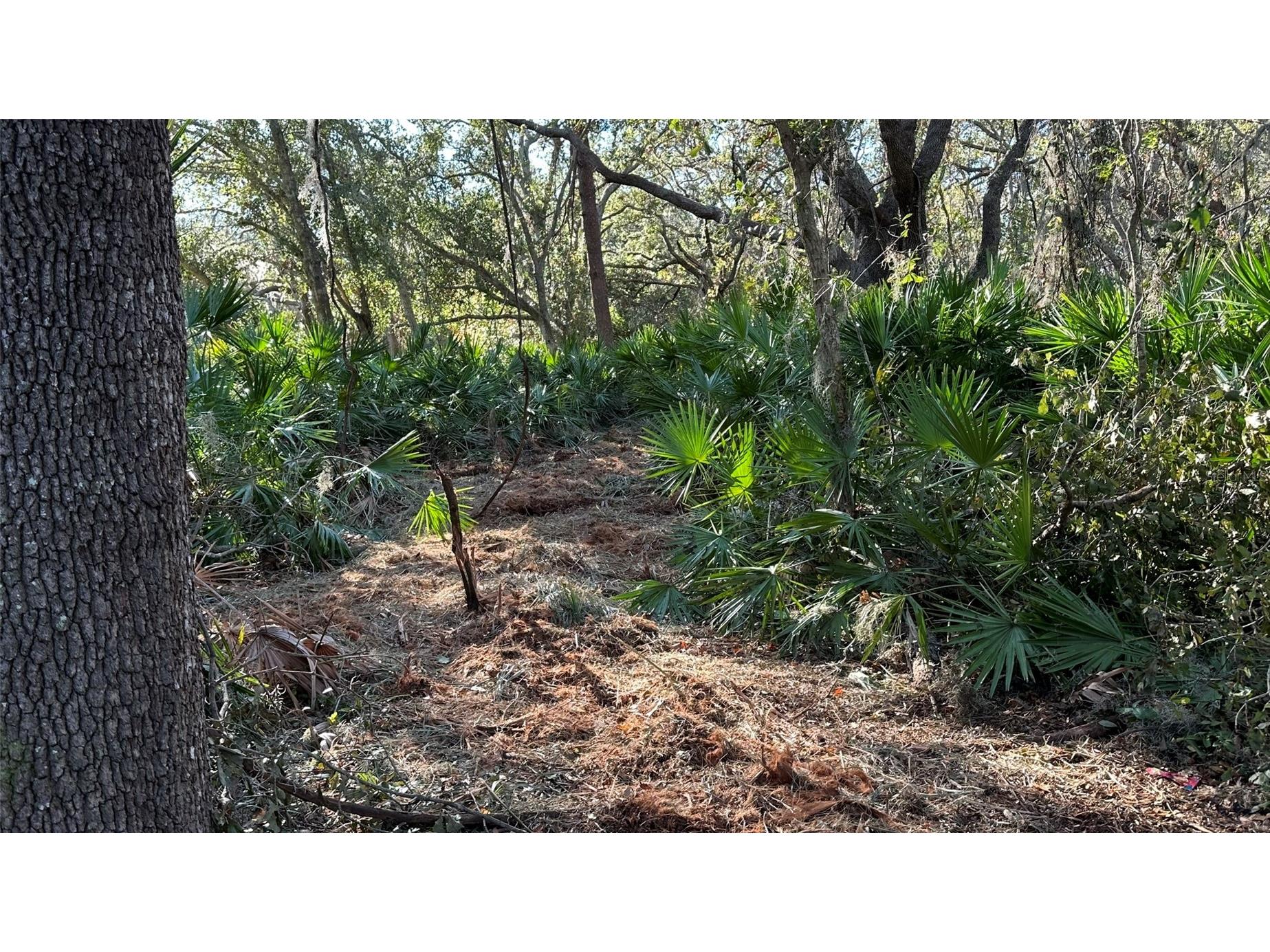 1676 Hermosa Drive Palm Harbor FL 34683 TB8402481 image23