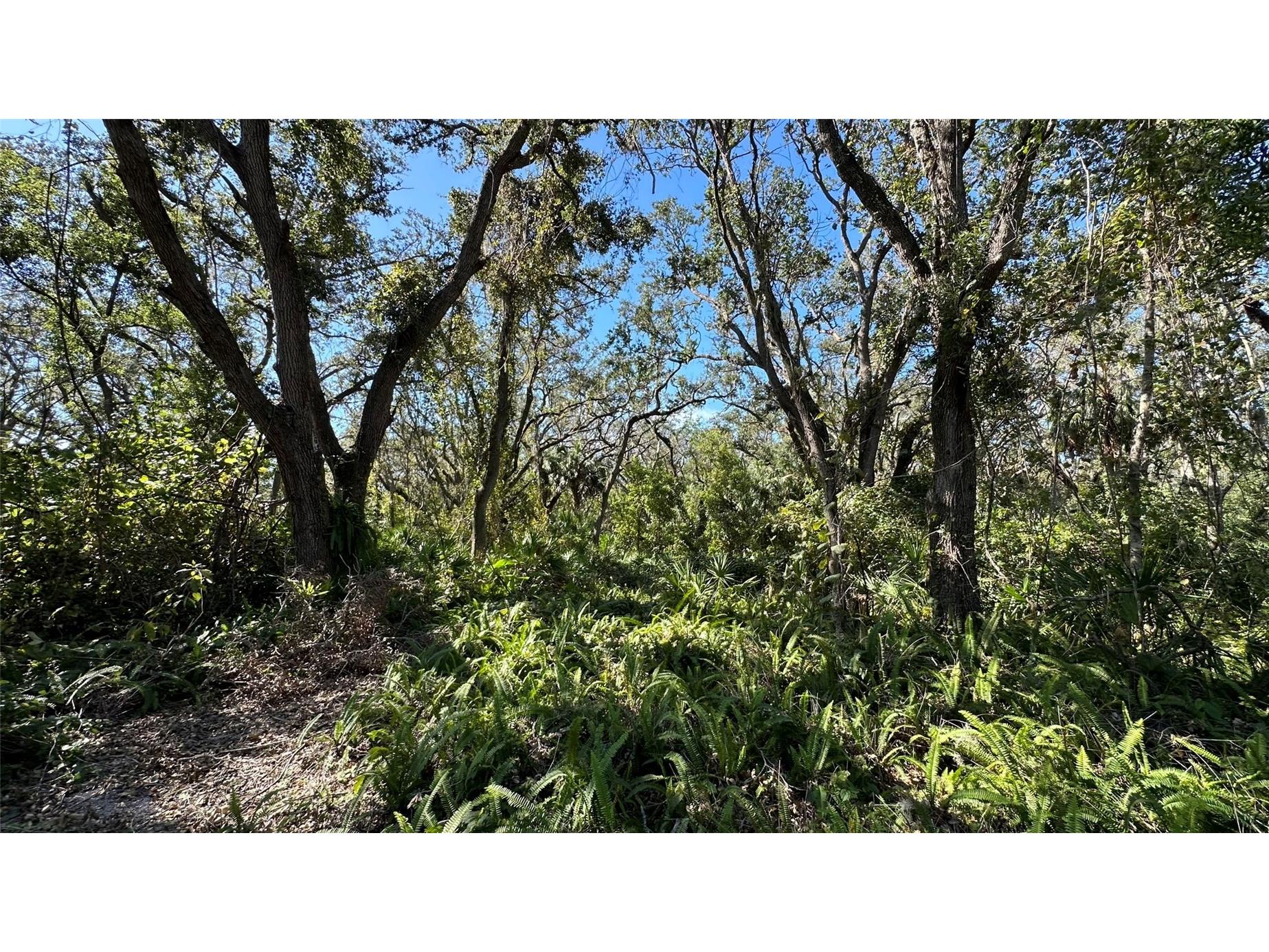 1676 Hermosa Drive Palm Harbor FL 34683 TB8402481 image5