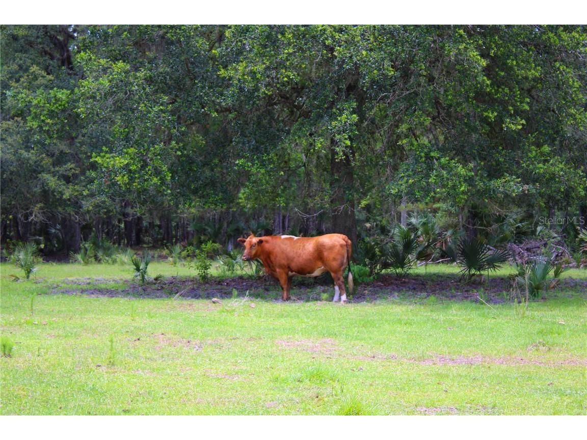 1676 Sunset Trail Geneva FL 32732 V4943256 image21