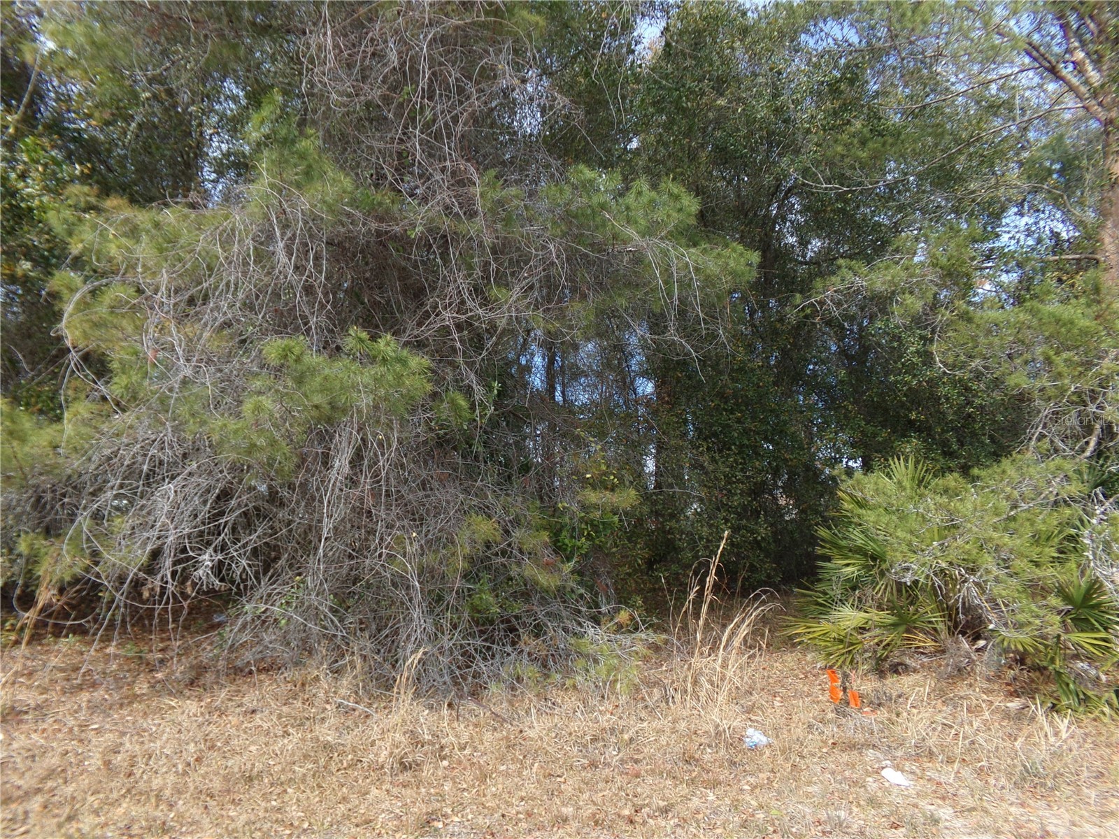 1680 Catalina Blvd Deltona FL 32738 O6381351 image5