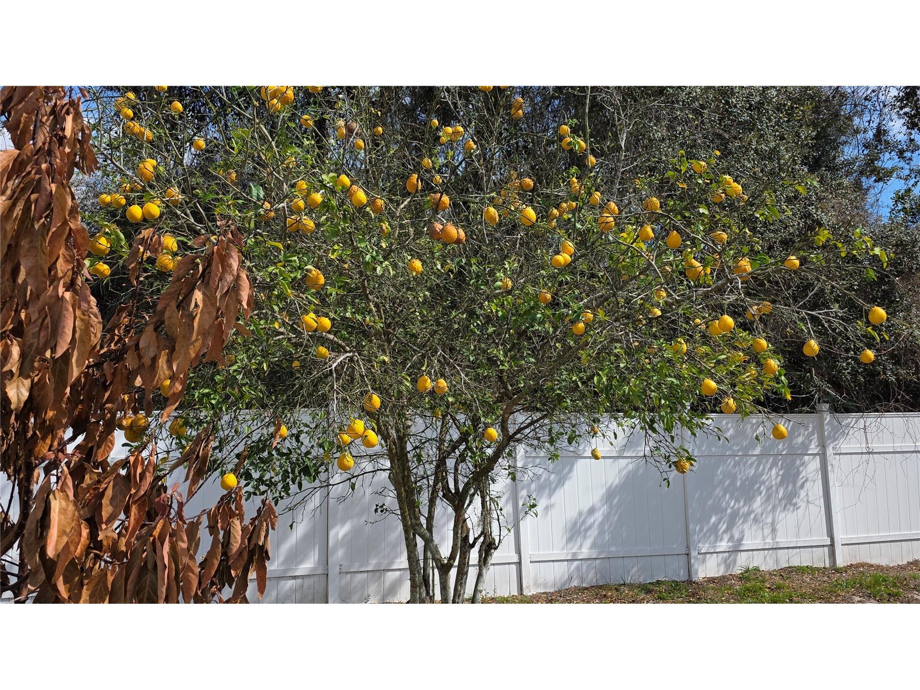 1699 Landfair Avenue Deltona FL 32738 O6381901 image29