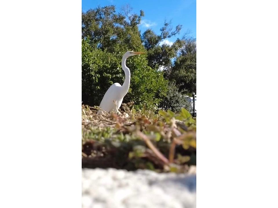 17 Lafitte Drive Nokomis FL 34275 - SHACKETT CREEK N6142182 image48