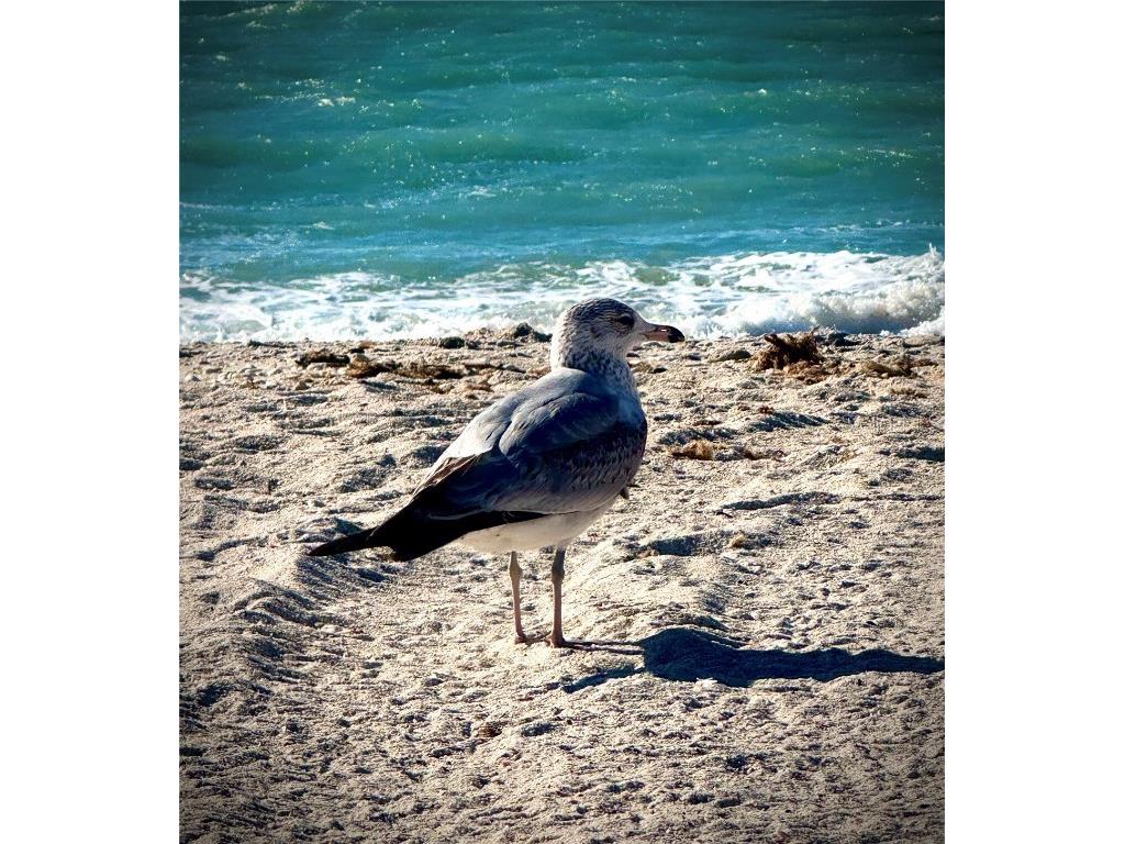 17 Lafitte Drive Nokomis FL 34275 - SHACKETT CREEK N6142182 image49