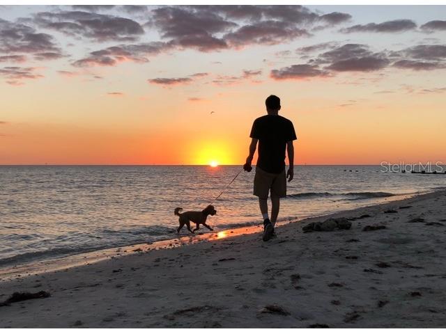 1700 Highland Club Court Palm Harbor FL 34684 TB8339288 image14