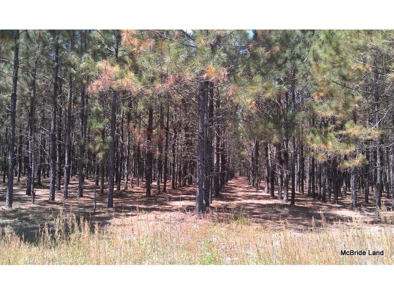 17001 SW Highway 484 Dunnellon FL 34432 OM647614 image9