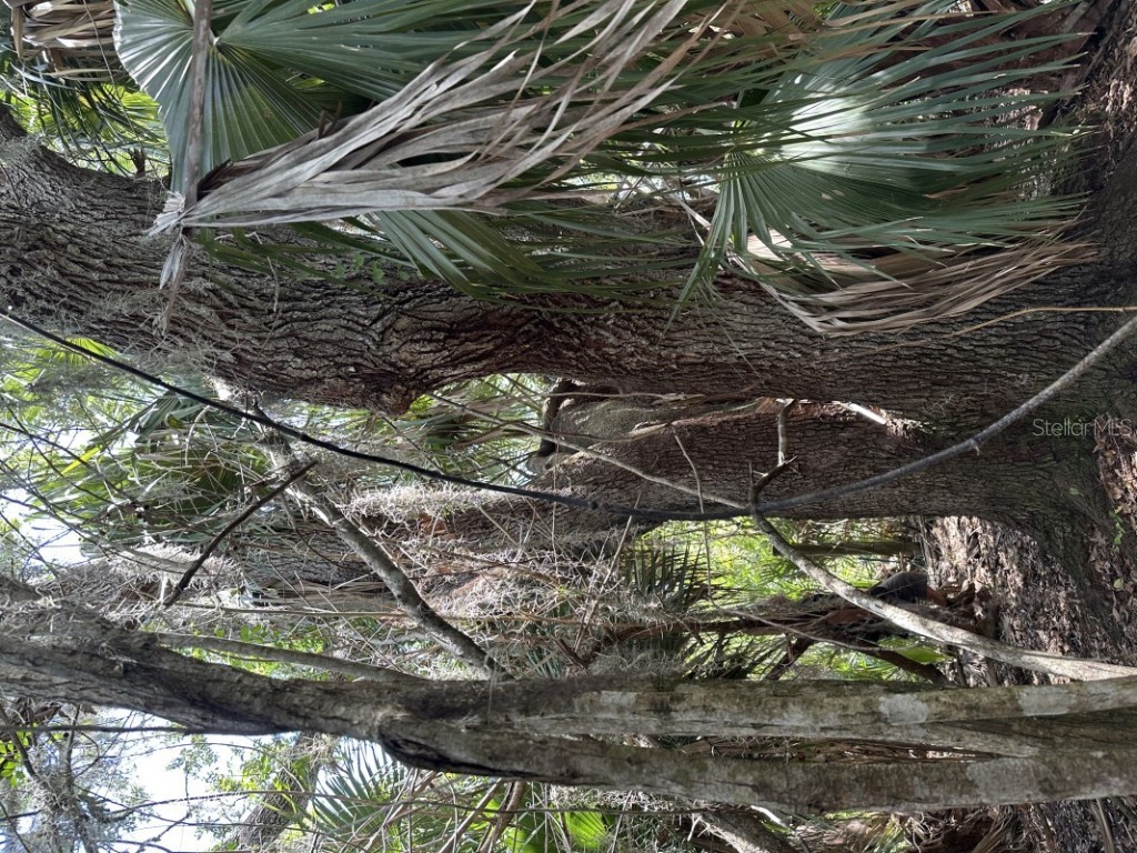 1701 Cabbage Wood Road Okeechobee FL 34974 A4672348 image18