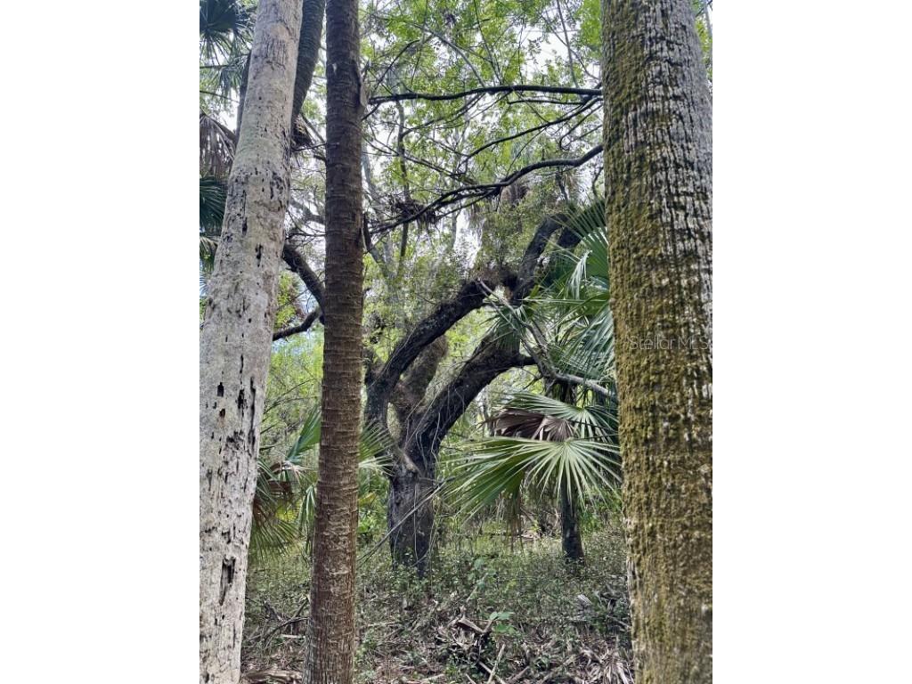 1701 Cabbage Wood Road Okeechobee FL 34974 A4672348 image4