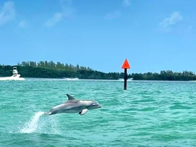 1701 Pinehurst Road #24B Dunedin FL 34698 TB8403898 image69