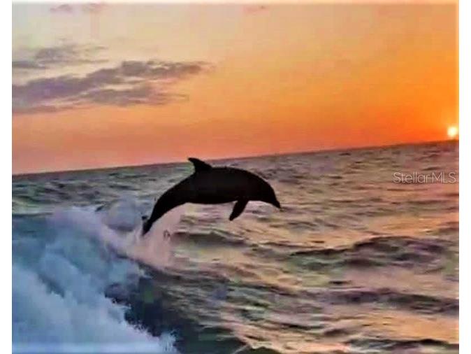 1701 Pinehurst Road #24B Dunedin FL 34698 TB8403898 image83